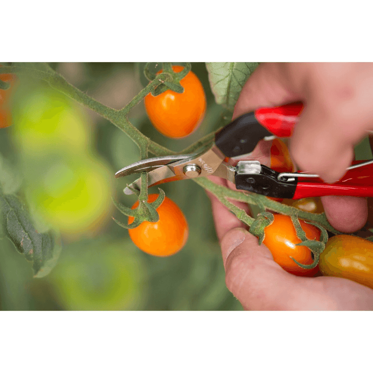 Hand using precision snips to trim ripe orange tomatoes from a lush green plant in a garden setting.