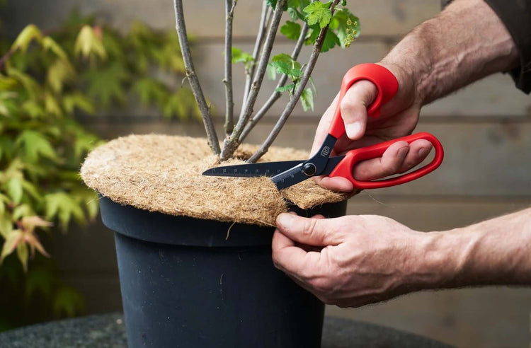 A gardener using ergonomic scissors to trim protective matting around a potted plant for optimal growth.