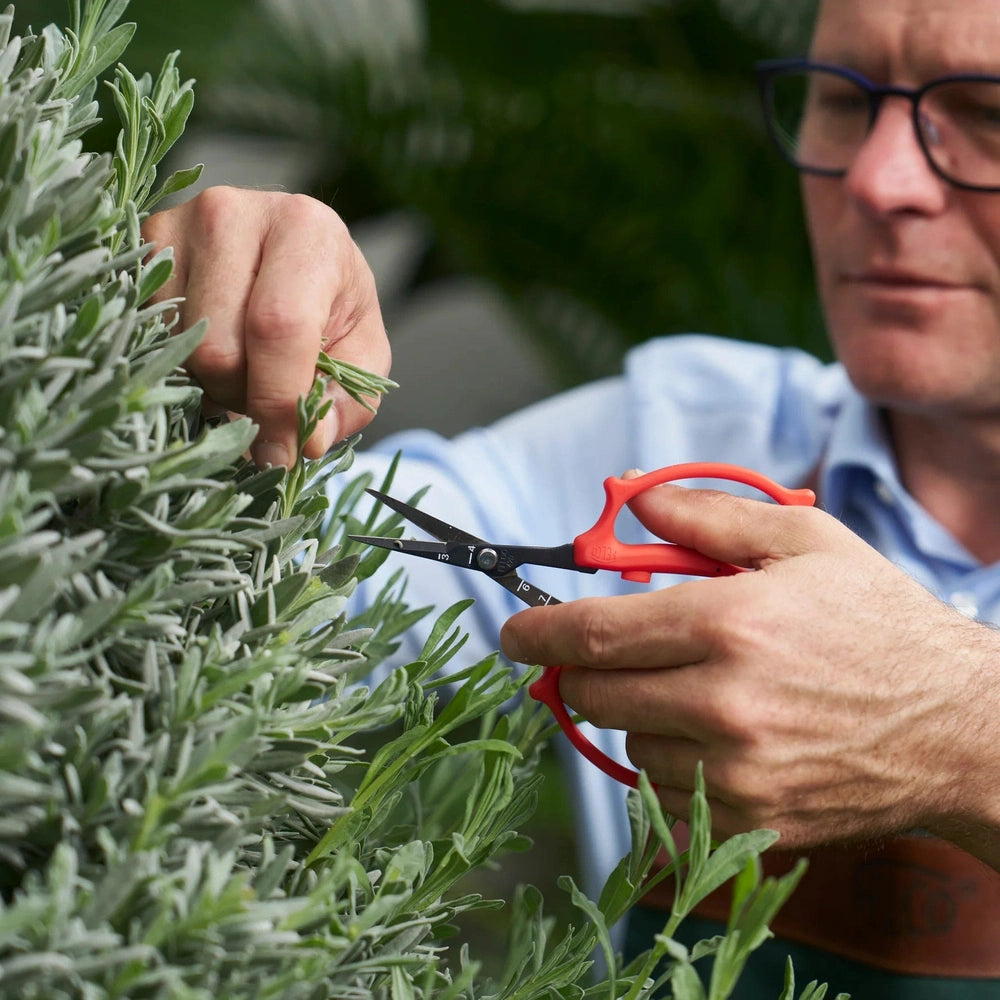 Man using Felco 420 Precision Trimming Scissors to prune ornamental plants for precise trimming and plant care.