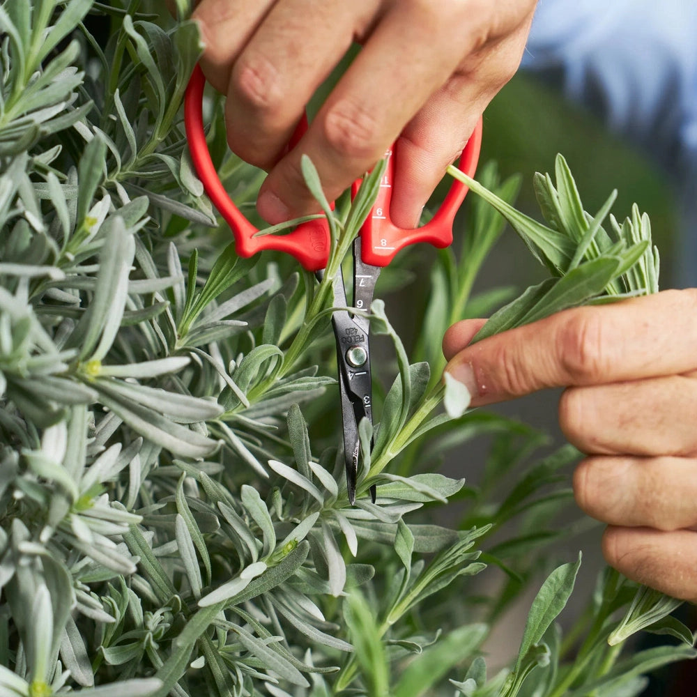 Person using Felco 420 precision trimming scissors to efficiently prune green plants and flowers.