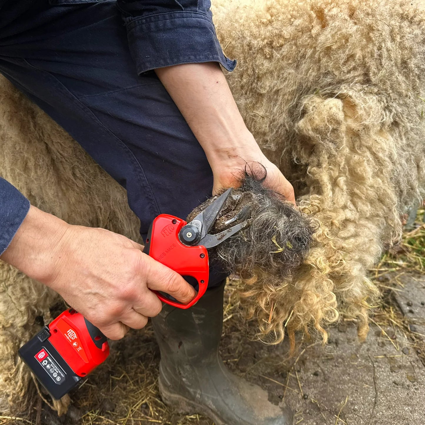 Electric Hoof Clipper Kit for Sheep, Dual-Battery