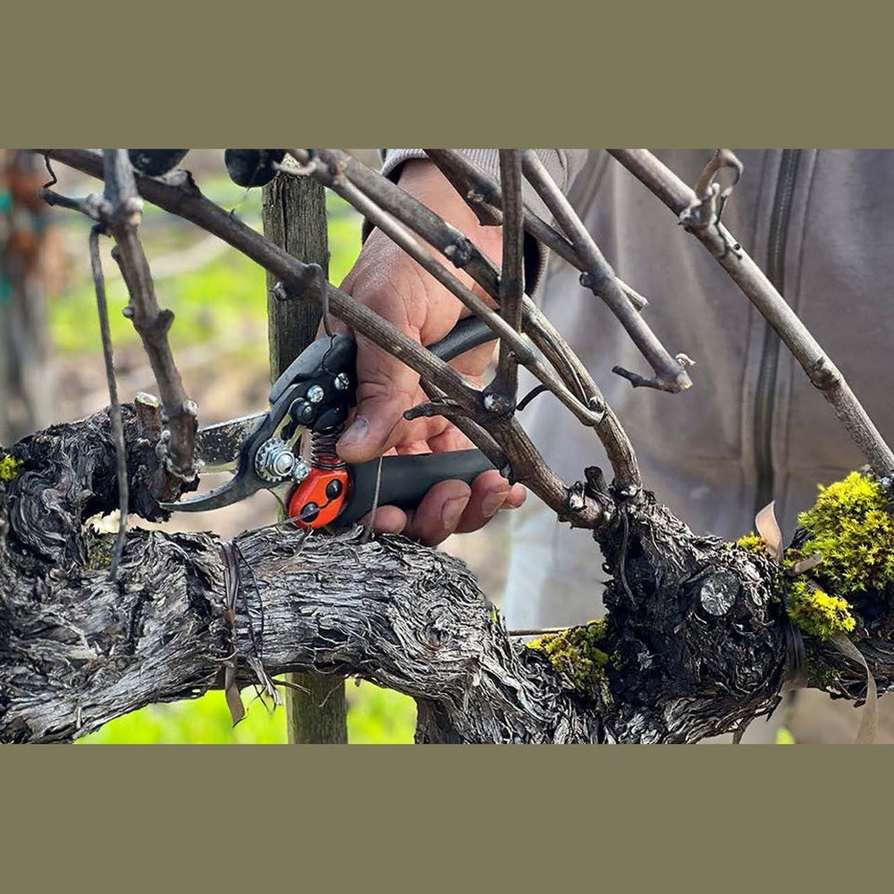 Bahco P8R-20 bypass pruner in action, showcasing the innovative rotating handle and precise cutting on a vine.