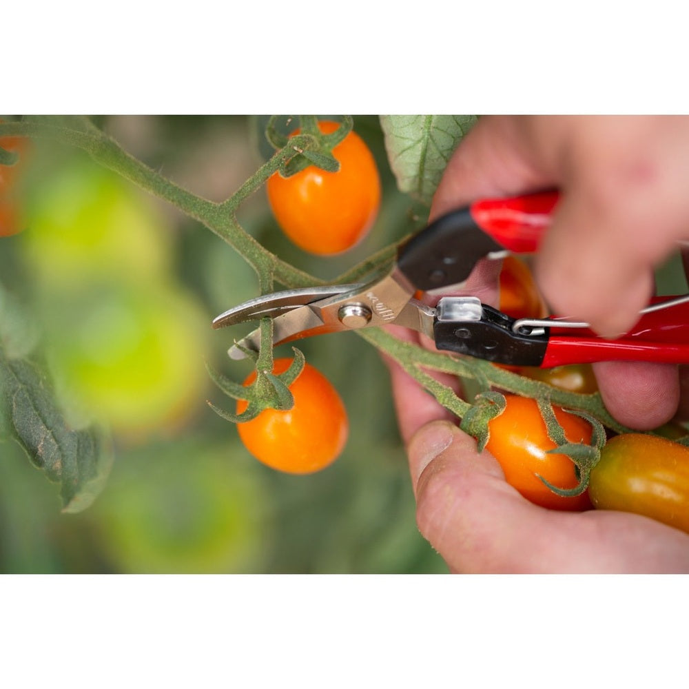 How to Prune Fruit Trees: Tools, Timing, and Technique