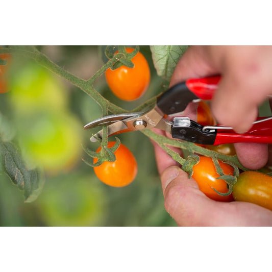 How to Prune Fruit Trees: Tools, Timing, and Technique