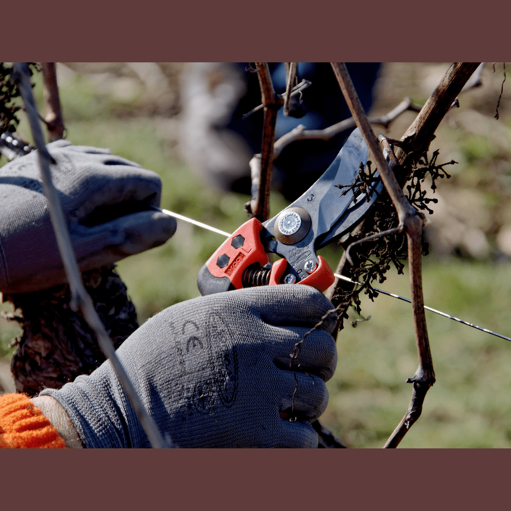 How to Use a Bypass Pruner Correctly