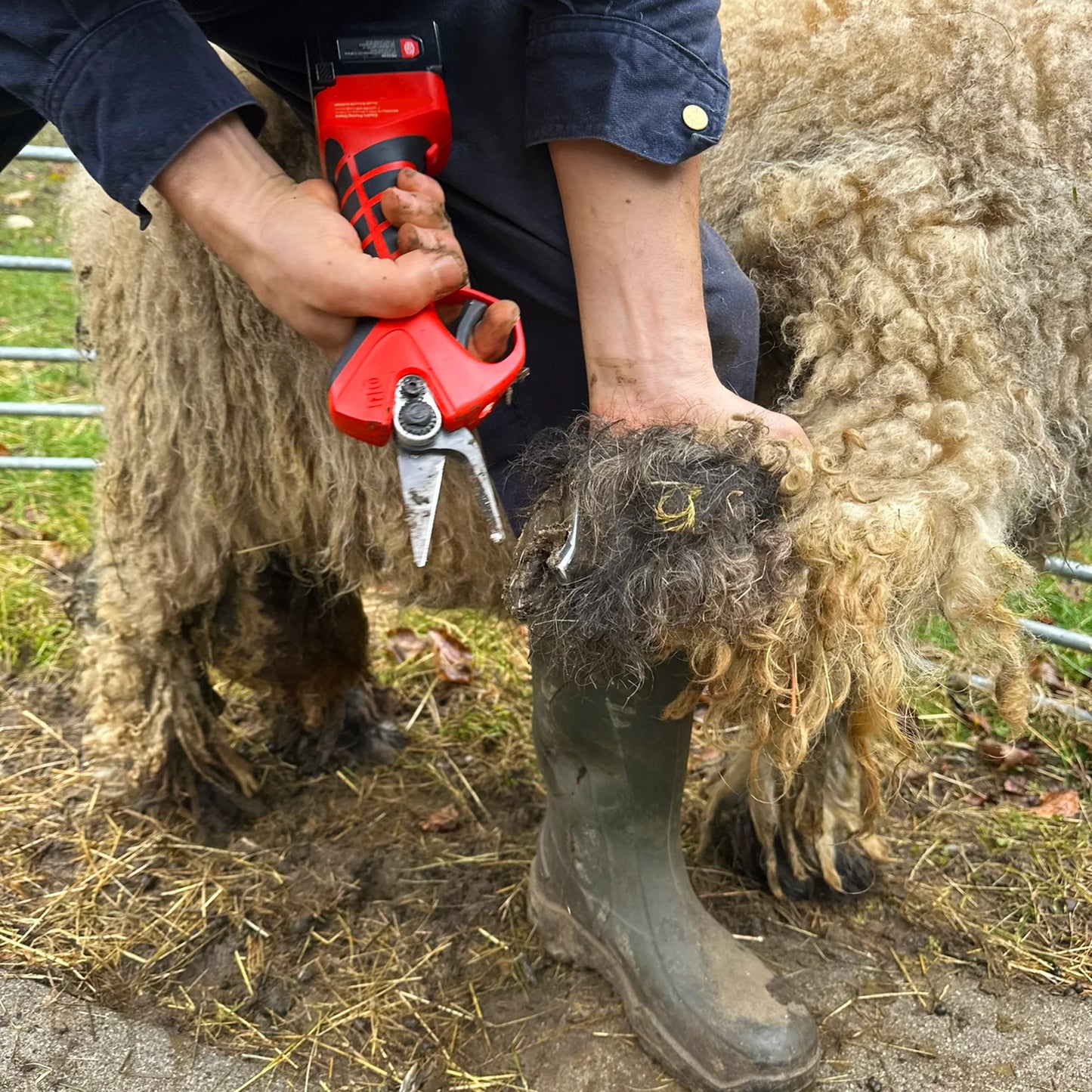 Electric Hoof Clipper Kit for Sheep, Dual-Battery