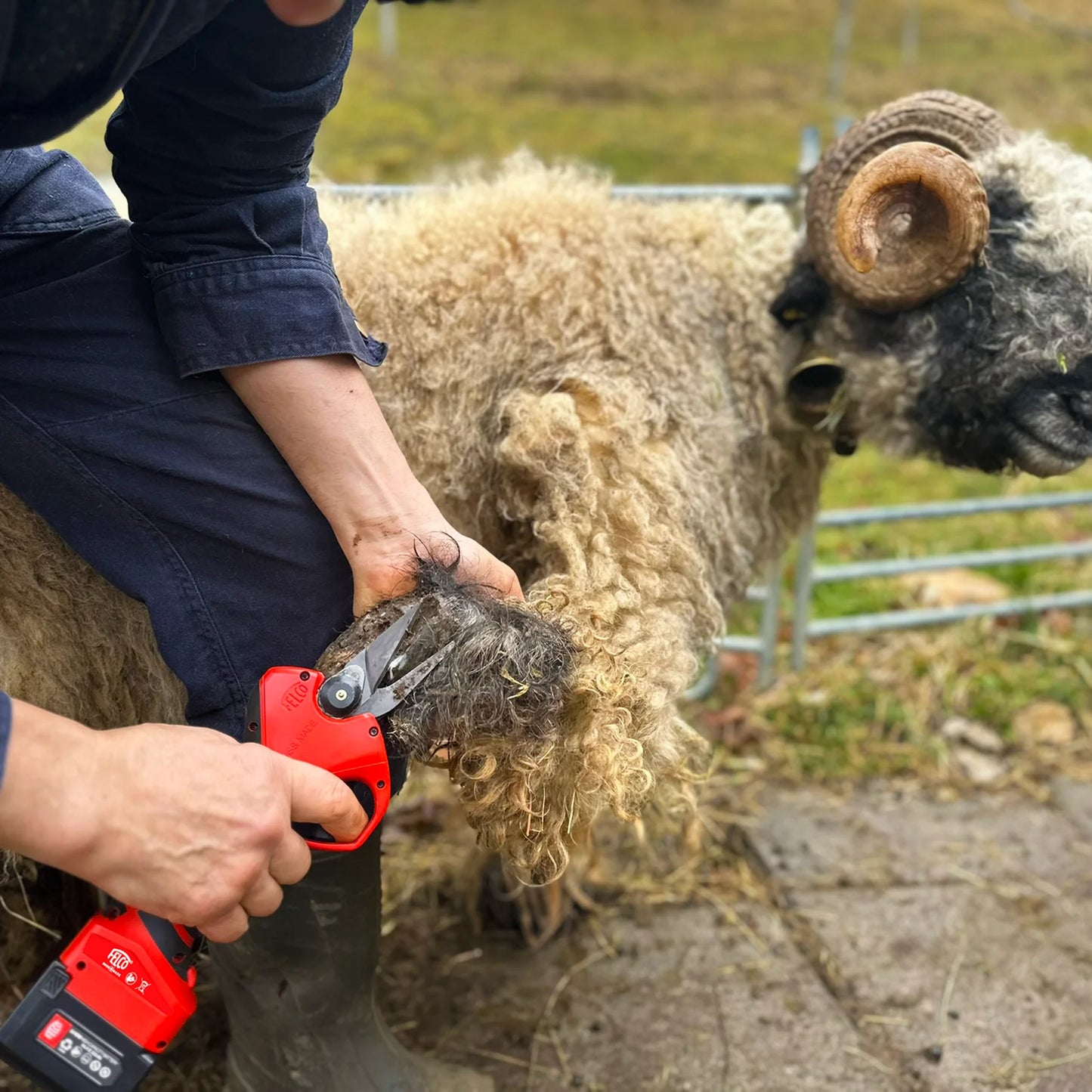 Electric Hoof Clipper Kit for Sheep, Dual-Battery