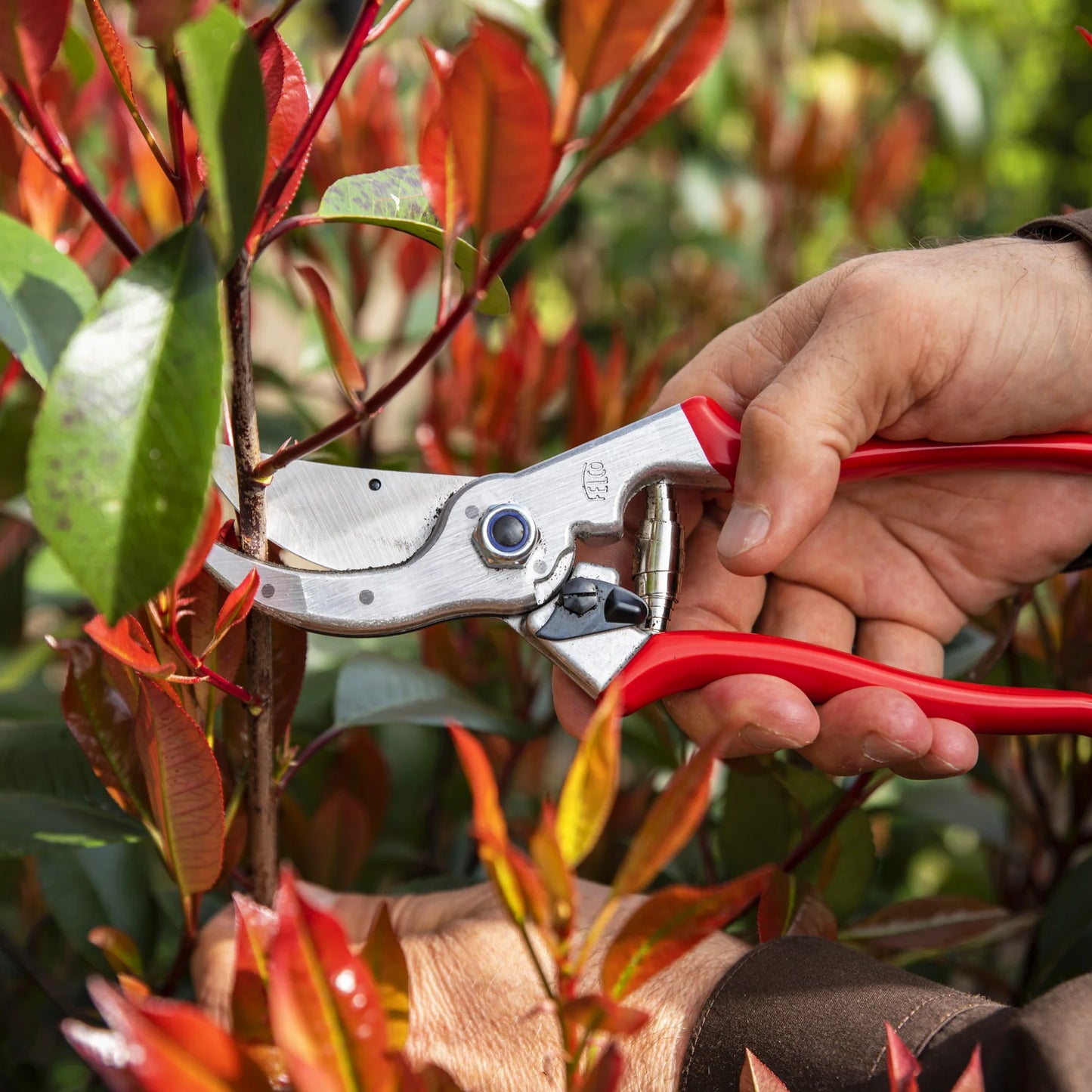 Hand using Felco 4 Bypass Pruner F-4 on a branch, showcasing its sharp blade and ergonomic design.