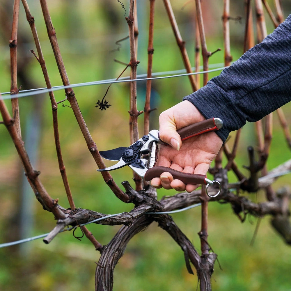 User using Felco 6 Elite pruners to prune grapevines in a vineyard, showcasing ergonomic design and precise cutting.