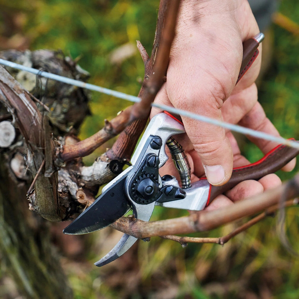 Felco 6 Elite F-6ELITE pruner cutting young branches, ergonomic design with leather grips for comfort.