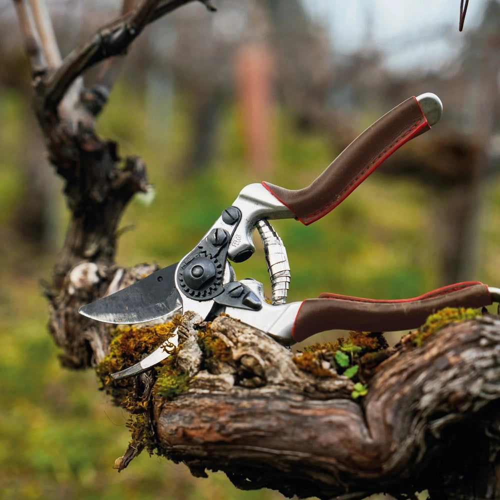 Felco 8 Elite pruning shears on grapevine, showcasing ergonomic design and angled cutting head for easy pruning.