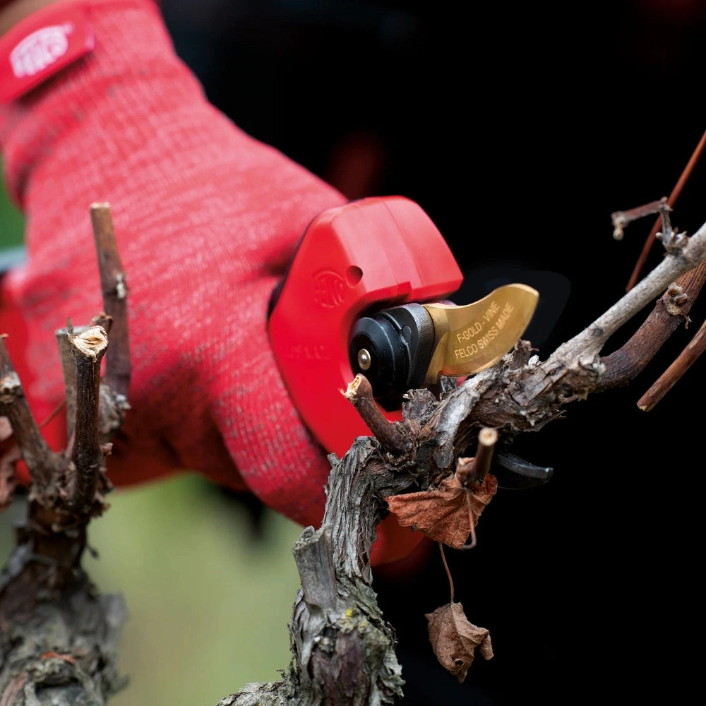 Close-up of Felco 834V electric pruning shear cutting vine, showcasing its precision and efficiency in vineyard maintenance.